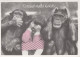 SCIMMIA Animale Vintage Cartolina CPSM #PBS007.A - Scimmie