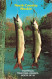 CANADA - North Country Muskie - Thompson Manitoba - North Of 55 - Mighty Muskie Top Trophy For Anglers - Carte Postale - Thompson