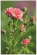 FLOWERS Vintage Postcard CPSM #PBZ639.GB - Flowers