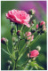 FLOWERS Vintage Postcard CPSM #PBZ639.GB - Flowers