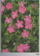 FLOWERS Vintage Postcard CPSM #PAS472.GB - Flowers