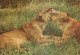 LION BIG CAT Animals Vintage Postcard CPSM #PAM005.GB - Leoni