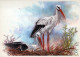 PÁJARO Animales Vintage Tarjeta Postal CPSM #PAM699.ES - Oiseaux