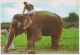 ÉLÉPHANT Animaux Vintage Carte Postale CPSM #PBS746.FR - Elephants