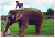 ÉLÉPHANT Animaux Vintage Carte Postale CPSM #PBS746.FR - Elefanten