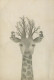 GIRAFFE Tier Vintage Ansichtskarte Postkarte CPSM #PBS958.DE - Giraffe