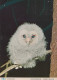 VOGEL Tier Vintage Ansichtskarte Postkarte CPSM #PAN257.DE - Birds