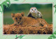 LION RAUBKATZE Tier Vintage Ansichtskarte Postkarte CPSM #PAM008.DE - Löwen