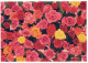 FIORI Vintage Cartolina CPSM #PBZ223.IT - Bloemen