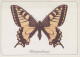 FARFALLA Animale Vintage Cartolina CPSM #PBS431.IT - Butterflies