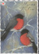 UCCELLO Animale Vintage Cartolina CPSM #PBR574.IT - Pájaros