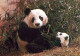 PANDA NASCERE Animale Vintage Cartolina CPSM #PBS244.IT - Ours