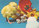 PASQUA POLLO UOVO Vintage Cartolina CPSM #PBO878.IT - Easter