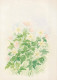 FIORI Vintage Cartolina CPSM #PAR455.IT - Flowers