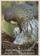 UCCELLO Animale Vintage Cartolina CPSM #PAN258.IT - Birds