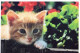 GATTO KITTY Animale Vintage Cartolina CPSM #PAM382.IT - Gatos