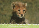 LEONE GRANDE GATTO Animale Vintage Cartolina CPSM #PAM009.IT - Lions
