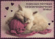 GATTO KITTY Animale Vintage Cartolina CPSM #PAM509.IT - Gatos
