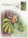 Maximum Card Indonesia 1996 Majegau - Bird - Hornbill - Frutta