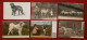 17 Cartes  - Chiens, Chien - Perros