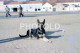 1966 GERMAN SHEPERD DOG CHIEN PORTUGAL ORIGINAL AMATEUR 35mm DIAPOSITIVE SLIDE Not PHOTO No FOTO NB4075 - Diapositivas