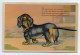 W9N77/ Dackel Karte Zum Aufstellen Litho Ca.1920  Keine AK - Perros