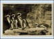 W8X08/ Hamburg Hagenbeck Pinguine Foto AK Zoo Tierpark Ca.1935 - Hunde