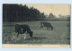 W9S54/ Kühe Im Walde AK Ca.1910 - Hunde