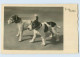 H286/ Hunde Terrier "Junge Schotten"  Foto AK Ca.1935 - Honden