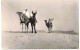 SCENES ET TYPES  AFRIQUE DU NORD MAGHREB : CHAMELIERS DANS LE DESERT - VERITABLE PHOTO BROMURE JOMONE - Szenen