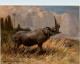 Nashorn - Rhino - Rhinocéros