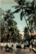 Bombay Palm Grove - India