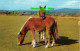 R429318 Dartmoor Ponies. PT2054. Precision. Colourmaster International - Welt