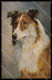 Artist Signed Scotch Collie Dog Serie 120-825 ABRADED Pc ZG4507 - Andere & Zonder Classificatie