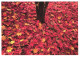 AUTUMN LEAVES, TREE, GERMANY, POSTCARD - Altri & Non Classificati