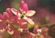 FLOWER, CRABAPPLE, BEE, ROMANIA, POSTCARD - Blumen