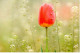 Carte Double IFAW Changer Les Choses Pour Les Animaux - Tulipe - Ref 6NA1-FR4 - Blumen