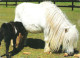 ANIMAL, HORSES, MINI-SHETLANDPONY, GERMANY, POSTCARD - Pferde