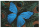 ANIMAL, BUTTERFLY, PEACOCK FEATHER, GERMANY, POSTCARD - Papillons