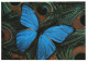 ANIMAL, BUTTERFLY, PEACOCK FEATHER, GERMANY, POSTCARD - Schmetterlinge