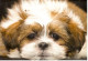 Carte Double IFAW Aider Les Animaux En Détresse - Chien - Ref 2ND1-F5 - Honden