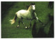 ANIMAL, HORSE, GERMANY, POSTCARD - Caballos