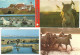 LOT 10 CPSM/CPM CAMARGUE MANADE CHEVAUX TAUREAUX GARDIANS - Breeding