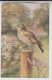 A22. Vintage Postcard. Birds. Flycatcher. - Oiseaux