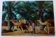 Tunisia, Tunisie - Scene De Palmeraie, Le Caravane - Tunesien