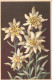 Edelweiss - étoile Des Glaciers - Fleurs