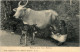 Madras - Milkman And Cow - Indien