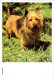 20-4-2024 (2 Z 35) Older Australia Maxicard (Dog) - Cartes-Maximum (CM)