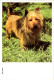 20-4-2024 (2 Z 35) Older Australia Maxicard (Dog) If No Bid - This Items Will NOT Be Re-listed For Sale - Maximumkarten (MC)