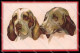 Illustratori Artist Signed Norfini Bracco Dog Serie 712-1 Pc ZG6039 - Sonstige & Ohne Zuordnung